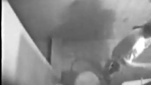 بزرگسالان بدون ثبت نام تازه کار(طلا) سکس کارتونی دوجنسه